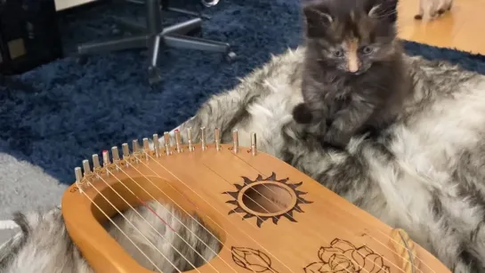 Playing lyre harp for a kitten