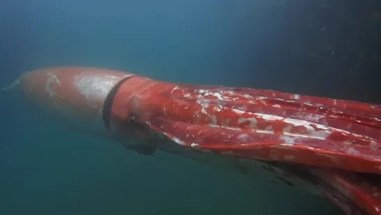 Raw: Giant Squid Makes Rare Appearance in Bay