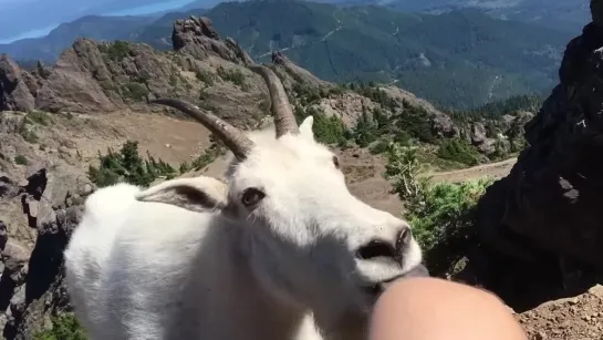 Mountain goat greets me up at the summit of Mt. Ellinor in Washington.