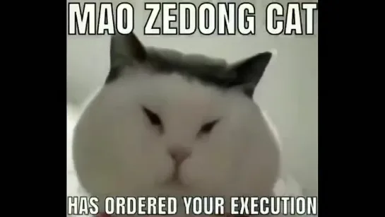 Mao Zedong Cat