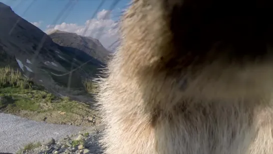 Marmot licks GoPro