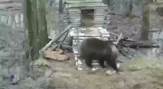 House building rdr2 bear