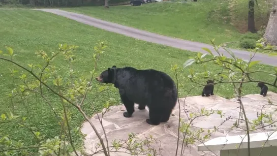 OMG! BEAR SIMONE BROUGHT HER CUBS!