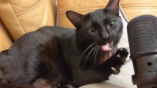 Cat Yawns Into Mic