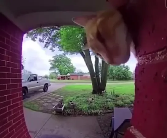 cat meowing at doorbell camera