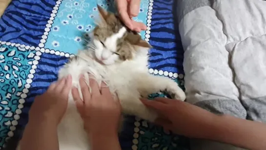 When Too Many Hands Petting