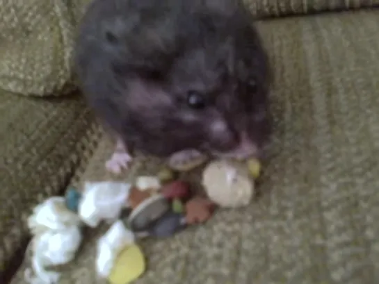 Hamster Spitting Out Food