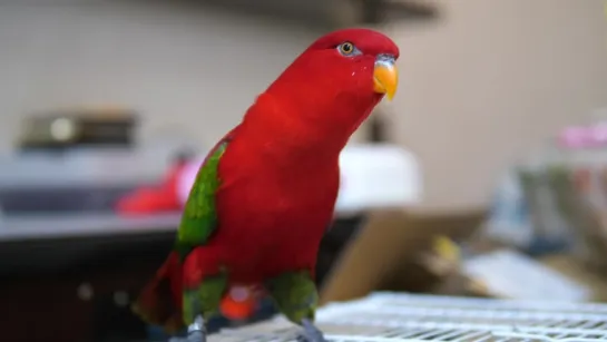 Red birb 4K 60fps wuewuewuewuewue