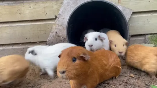 Guinea pigs exit and enter the tube