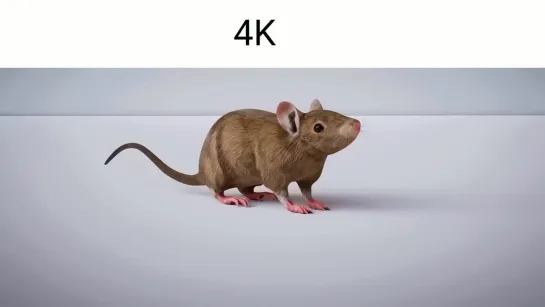 Evolution Of A Rat Spinning