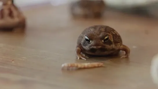 The American frog wondered if he would ever eat mealworms again.