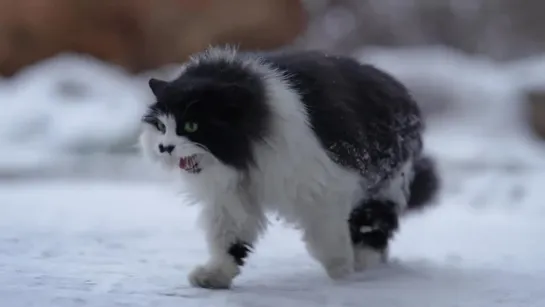 Cat complains walking on snow