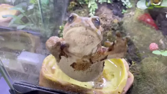 A toad that was too crazy about its owner