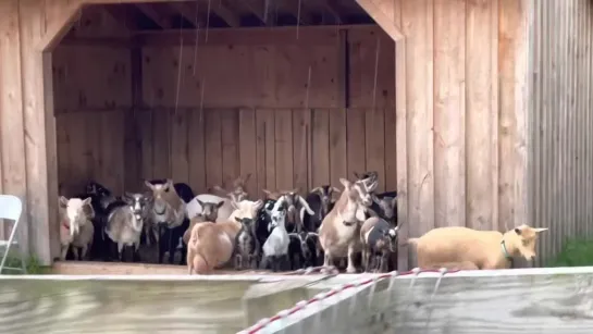 Goats really hate the rain!