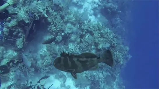 Curious barracuda bumping into camera - Belize