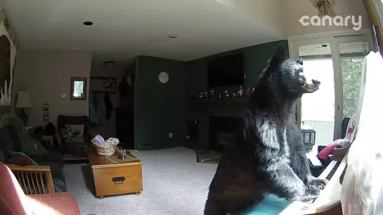 Bear Breaks Into Colorado Home, Plays Piano