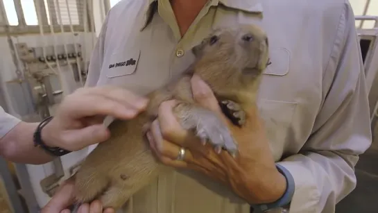 Capybara Baby Exams B-Roll