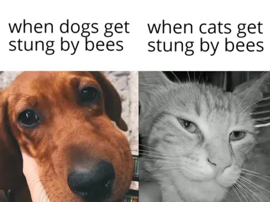 When dogs get stung by bees, When cats get stung by bees.