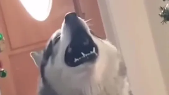 Awoooo