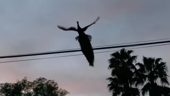 Peacock takes flight