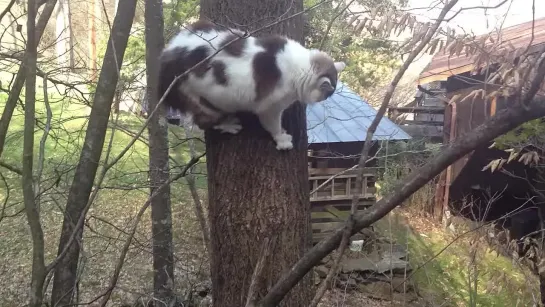 Fatass cat trying to climb down tree