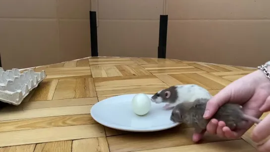 Pet Rats Eat Hard Boiled Egg for First Time!