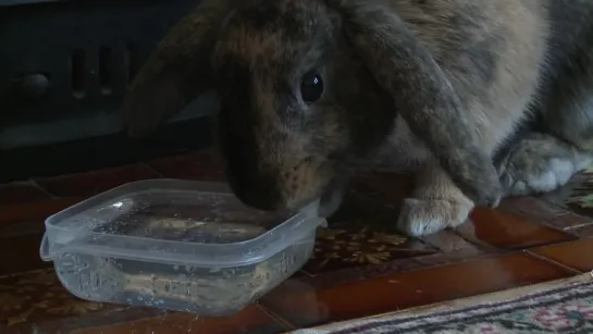 confused rabbit drinks sparkling water for first time