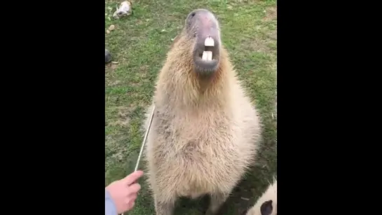 Capybara gets scratches