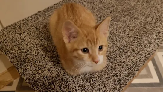 Cat Loafs And Unloafs Whilst Purring