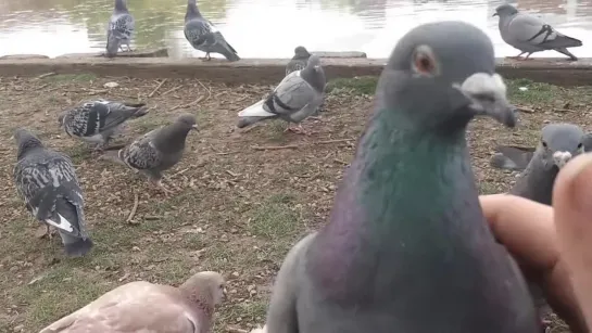 Petting a pigeon...