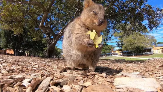 Want to see a quokka eat a leaf