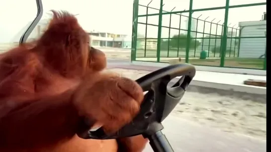 Driving to the banana store