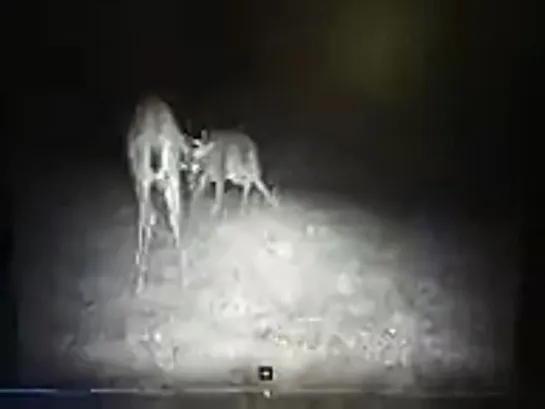 Big Buck Breaks Up Small Bucks Fight 🦌