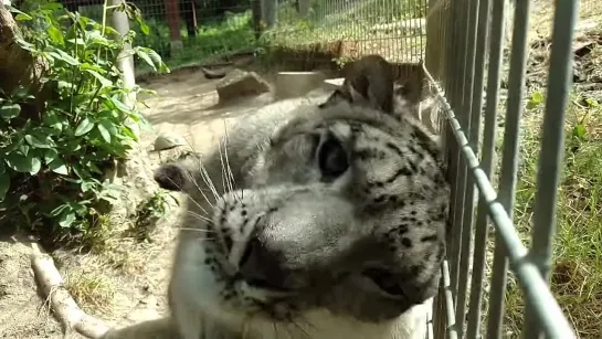 Snow leopard purr