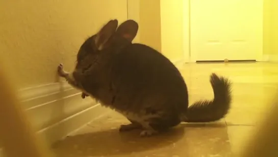 My chinchilla wall bouncing!