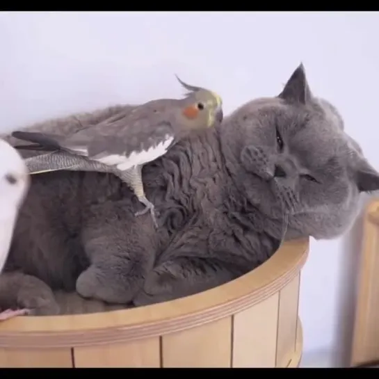 Super Chill Cat and Bird Friends