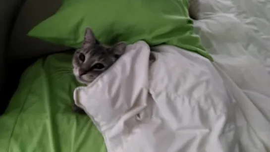 Cat Tucks Herself In to Bed