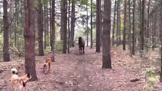 Horse kicks tree, farts on dogs then runs away.