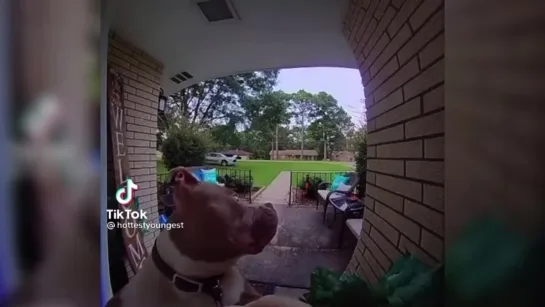 Dog rings doorbell