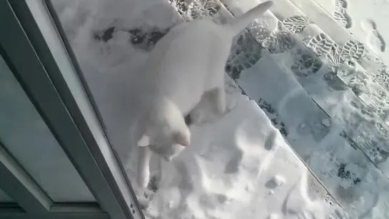 Cat hates cold