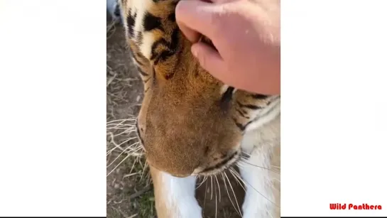 Tiger meow