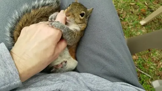 Cutest squirrel doesn't want his massage to stop