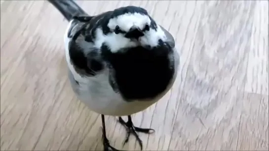 A very friendly wild bird. Sekisuke the Japanese pied wagtail.