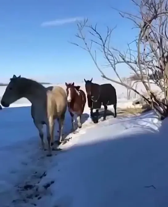 Друг без друга - никуда!