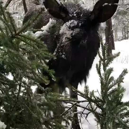 Красавец Лось