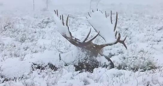 Лоси, это самые величественные красивые животные!