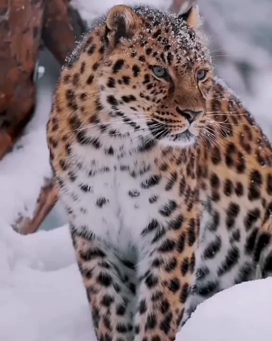 Дальневосточный 🧡 (амурский) леопард