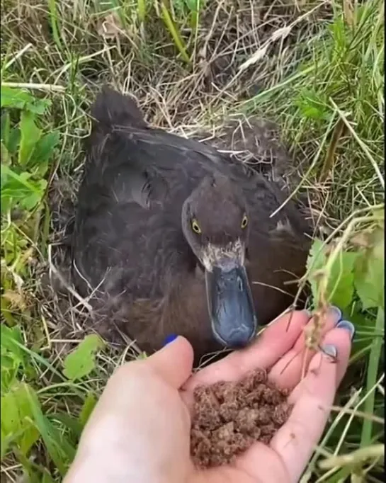 Глаза словно бусинки