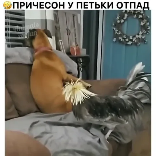 Хохлатый