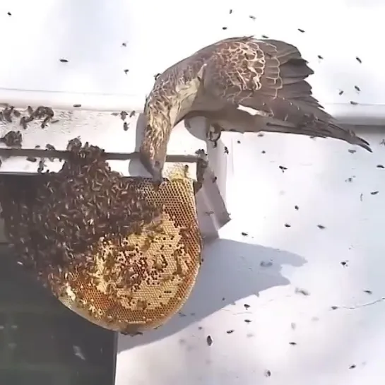 Медовый канюк охотится за гнездом медоносных пчел 🐝 🦅